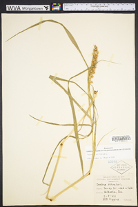 Cenchrus echinatus image