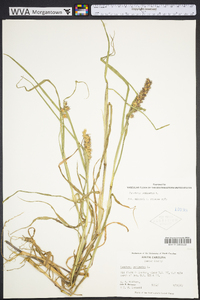 Cenchrus echinatus image