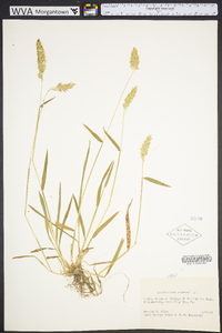 Anthoxanthum odoratum image