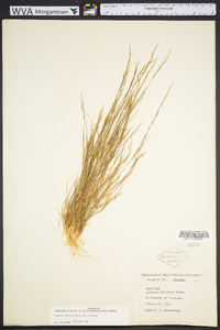 Aristida dichotoma image