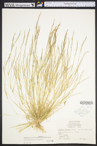 Aristida dichotoma image