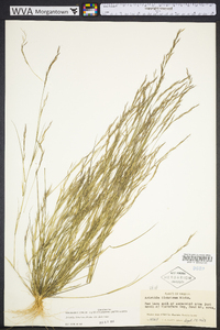 Aristida dichotoma image