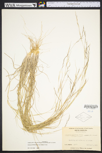 Aristida dichotoma image