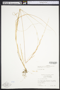 Aristida purpurascens image