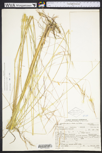 Aristida patula image