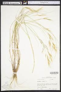 Aristida purpurascens image