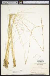 Aristida stricta image