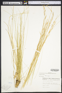 Aristida stricta image