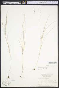 Aristida longespica image