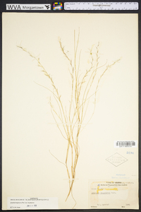 Aristida longespica image