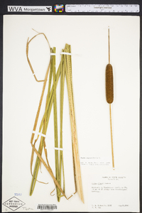 Typha angustifolia image