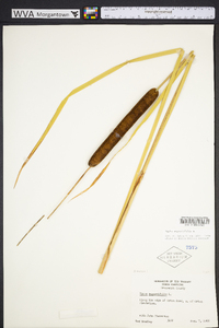 Typha angustifolia image