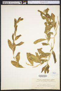 Potamogeton illinoensis image