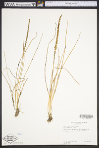 Triglochin striata image