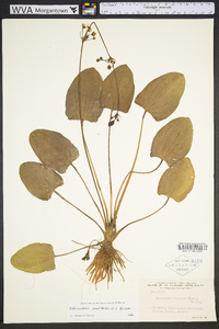 Echinodorus cordifolius image