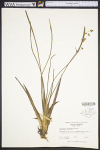 Sagittaria graminea image