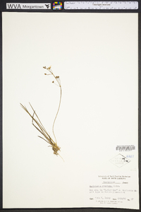 Sagittaria graminea image