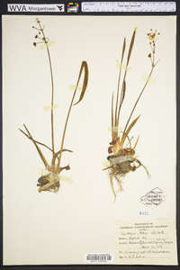 Sagittaria platyphylla image