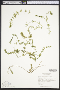 Hydrilla verticillata image