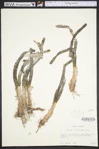 Thalassia testudinum image