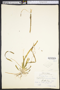 Vallisneria americana image