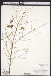 Tsuga canadensis image