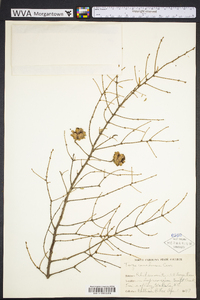 Tsuga canadensis image