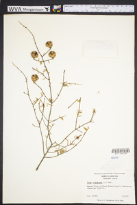 Tsuga canadensis image