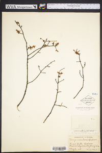 Tsuga canadensis image