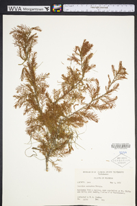 Taxodium ascendens image