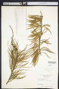 Taxodium ascendens image