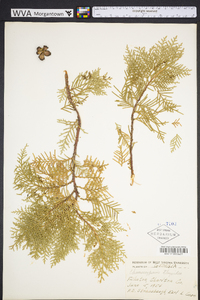 Chamaecyparis thyoides image