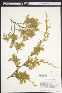 Chamaecyparis thyoides image