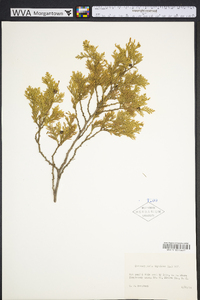 Chamaecyparis thyoides image