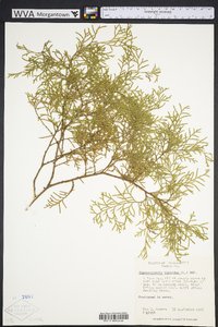 Chamaecyparis thyoides image