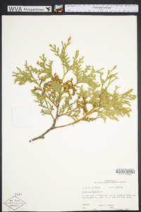 Thuja occidentalis image