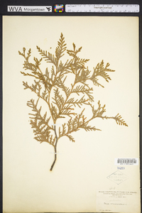 Thuja occidentalis image