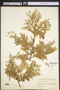 Thuja occidentalis image