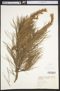 Pinus echinata image