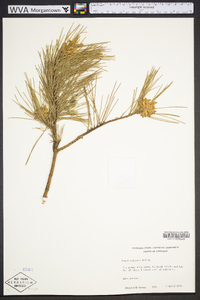 Pinus echinata image