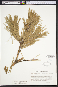 Pinus echinata image