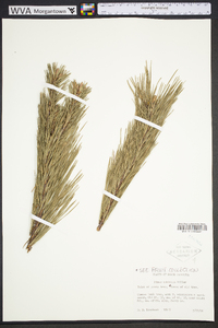 Pinus echinata image