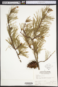 Pinus echinata image