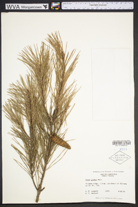 Pinus glabra image