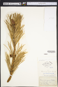 Pinus pungens image