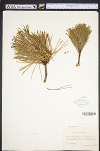 Pinus pungens image