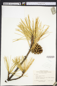 Pinus rigida image