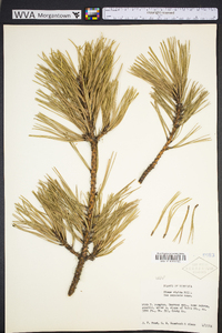 Pinus rigida image