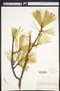 Pinus rigida image