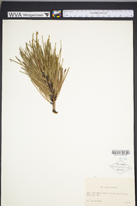 Pinus rigida image